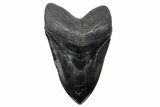 Serrated, Fossil Megalodon Tooth - Massive Meg Tooth #207655-1